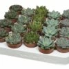 FLORASELF Echeveria-Cultivars Potmaat Ø 5,5 Cm H 8-10 Cm -FLORASELF Verkoop DV 8 3424053 02 4c DE 20210609111654