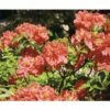 FloraSelf Azalea Rhododendron Luteum Rot Potmaat Ø 22 Cm H 30-40 Cm 1 FloraSelf Azalea Rhododendron Luteum Rot Potmaat Ø 22 Cm H 30-40 Cm -FLORASELF Verkoop DV 8 3499192 01 4c DE 20140215145018