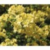 FLORASELF Azalea Rhododendron Luteum Gelb Potmaat Ø 22 Cm H 30-40 Cm -FLORASELF Verkoop DV 8 3499227 01 4c DE 20140215150325