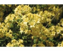FLORASELF Azalea Rhododendron Luteum Gelb Potmaat Ø 22 Cm H 30-40 Cm