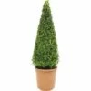 FLORASELF® Buxus Boom Pyramide Buxes Sempervirens 65-75 Cm -FLORASELF Verkoop DV 8 3546541 01 4c DE 20160213184024