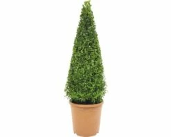 FLORASELF® Buxus Boom Pyramide Buxes Sempervirens 65-75 Cm
