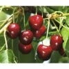 FLORASELF® Kersenboom Prunus Avium 'Burlat' Potmaat Ø24 Cm -FLORASELF Verkoop DV 8 3589966 01 4c CH 20200109151755
