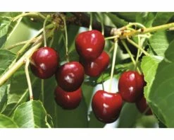 FLORASELF® Kersenboom Prunus Avium 'Burlat' Potmaat Ø24 Cm