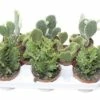 FLORASELF Schijfcactus Opuntia Potmaat Ø 10,5 Cm H 15-20 Cm -FLORASELF Verkoop DV 8 3617525 01 4c DE 20170711190315