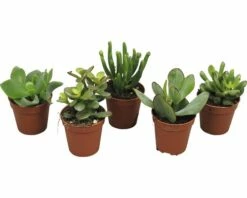 FLORASELF Crassula-Cultivars Potmaat Ø 5,5 Cm H 12-14 Cm