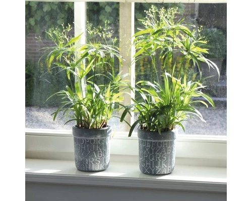 FLORASELF Parapluplant Cyperus Diffusus Potmaat Ø 14 Cm H 50-60 Cm 5 FLORASELF Parapluplant Cyperus Diffusus Potmaat Ø 14 Cm H 50-60 Cm - Afbeelding 3