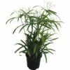 FLORASELF Parapluplant Cyperus Diffusus Potmaat Ø 14 Cm H 50-60 Cm -FLORASELF Verkoop DV 8 3625443 03 4c DE 20170902034325