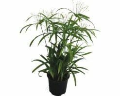 FLORASELF Parapluplant Cyperus Diffusus Potmaat Ø 14 Cm H 50-60 Cm
