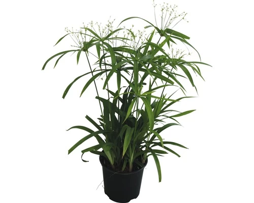 FLORASELF Parapluplant Cyperus Diffusus Potmaat Ø 14 Cm H 50-60 Cm 3 FLORASELF Parapluplant Cyperus Diffusus Potmaat Ø 14 Cm H 50-60 Cm