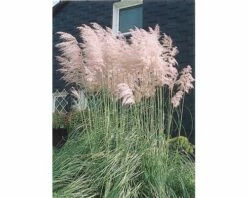 FLORASELF Pampasgras Cortaderia Selloana 'Rosea' Potmaat Ø 14 Cm H 15-40 Cm