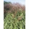 FLORASELF Prachtriet Miscanthus Sinensis 'Malepartus' Potmaat Ø 19 Cm H 20-100 Cm -FLORASELF Verkoop DV 8 3728992 01 4c DE 20210113101650