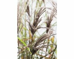 FLORASELF Prachtriet Miscanthus Sinensis 'Malepartus' Potmaat Ø 19 Cm H 20-100 Cm -FLORASELF Verkoop DV 8 3728992 02 4c DE 20200629111759