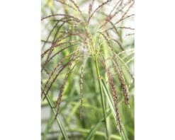 FLORASELF Prachtriet Miscanthus Sinensis 'Malepartus' Potmaat Ø 19 Cm H 20-100 Cm -FLORASELF Verkoop DV 8 3728992 03 4c DE 20210113101750