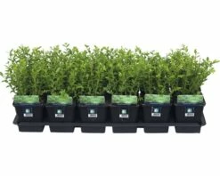 FLORASELF Struikkamperfolie Lonicera Nitida 'Maigrün' Potmaat Ø 9 Cm H 15-20 Cm