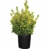 FLORASELF Kardinaalshoed Euonymus Japonicus 'Aureus' Potmaat Ø 34.0 Cm H 60-80 Cm -FLORASELF Verkoop DV 8 3829682 01 4c CH 20210303131659