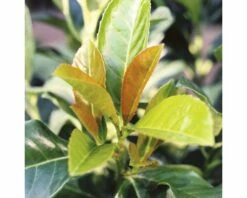 FLORASELF® Laurierkers Prunus Laurocerasus 'Etna' Potmaat Ø23 Cm -FLORASELF Verkoop DV 8 3836526 01 4c DE 20150519094749