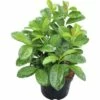 FLORASELF® Laurierkers Prunus Laurocerasus 'Etna' Potmaat Ø23 Cm -FLORASELF Verkoop DV 8 3836526 02 4c DE 20150520032413