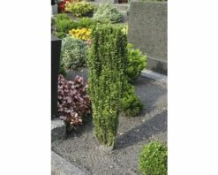 FLORASELF® Japanse Hulst Ilex Crenata 'Fastigiata' Potmaat Ø24 Cm -FLORASELF Verkoop DV 8 3841410 01 4c DE 20140207020833