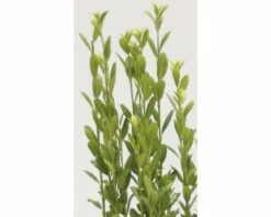 FLORASELF® Japanse Hulst Ilex Crenata 'Fastigiata' Potmaat Ø24 Cm -FLORASELF Verkoop DV 8 3841410 03 4c DE 20200311064634