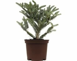 FLORASELF Koreaanse Spar Abies Koreana 'Silverstar' Potmaat Ø 19.0 Cm H 20-25 Cm