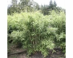 FLORASELF® Bamboe "Fargesia Jumbo" Hoogte Ca. 40-60 Cm -FLORASELF Verkoop DV 8 3841499 04 4c DE 20200311072131