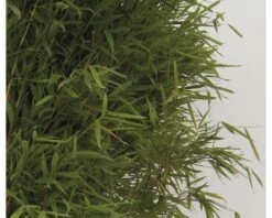 FLORASELF® Bamboe "Fargesia Jumbo" Hoogte Ca. 40-60 Cm -FLORASELF Verkoop DV 8 3841499 05 4c DE 20200311072307