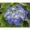 FLORASELF® Hortensia Hydrangea Macrophylla ' Teller Blauw' Potmaat Ø 21 Cm -FLORASELF Verkoop DV 8 3841568 01 4c DE 20140215150930