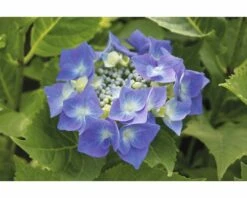 FLORASELF® Hortensia Hydrangea Macrophylla ' Teller Blauw' Potmaat Ø 21 Cm