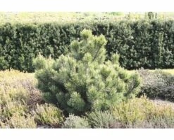 FLORASELF® Bergden Pinus Mugo 'Mops' Potmaat Ø21 Cm -FLORASELF Verkoop DV 8 3841585 01 4c DE 20191009171651