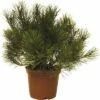 FLORASELF® Bergden Pinus Mugo 'Mops' Potmaat Ø21 Cm -FLORASELF Verkoop DV 8 3841585 02 4c DE 20191009171651