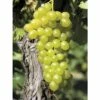 FLORASELF® Druif Vitis Vinifera 'Augustella' Potmaat Ø17 Cm