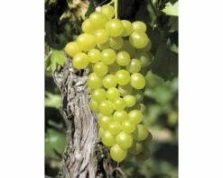 FLORASELF® Druif Vitis Vinifera 'Augustella' Potmaat Ø17 Cm