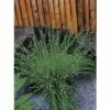 FLORASELF® Naaldgras Scirpus Cernuus Bruin Potmaat Ø 11 Cm -FLORASELF Verkoop DV 8 3846729 01 4c DE 20220228121656