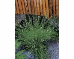 FLORASELF® Naaldgras Scirpus Cernuus Bruin Potmaat Ø 11 Cm