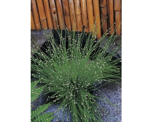 FLORASELF® Naaldgras Scirpus Cernuus Bruin Potmaat Ø 11 Cm 3 FLORASELF® Naaldgras Scirpus Cernuus Bruin Potmaat Ø 11 Cm
