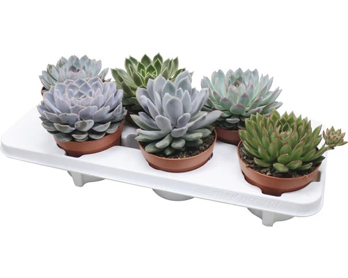 FLORASELF Echeveria Potmaat Ø 13 Cm H 15-20 Cm 4 FLORASELF Echeveria Potmaat Ø 13 Cm H 15-20 Cm - Afbeelding 2