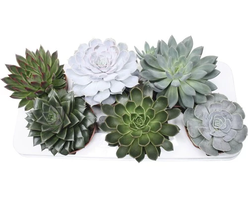 FLORASELF Echeveria Potmaat Ø 13 Cm H 15-20 Cm 5 FLORASELF Echeveria Potmaat Ø 13 Cm H 15-20 Cm - Afbeelding 3