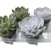 FLORASELF Echeveria Potmaat Ø 13 Cm H 15-20 Cm -FLORASELF Verkoop DV 8 3849733 04 4c DE 20170711190236
