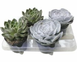 FLORASELF Echeveria Potmaat Ø 13 Cm H 15-20 Cm