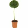 FLORASELF® Buxus Bol Op Stam Buxus Sempervirens 60-70 Cm -FLORASELF Verkoop DV 8 3855695 01 4c DE 20160213134129