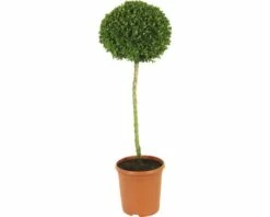FLORASELF® Buxus Bol Op Stam Buxus Sempervirens 60-70 Cm