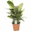 FLORASELF Calathea Zebrina Ø19 Cm H60 Cm -FLORASELF Verkoop DV 8 3862922 01 4c DE 20170831223908