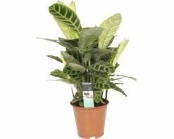 FLORASELF Calathea Zebrina Ø19 Cm H60 Cm