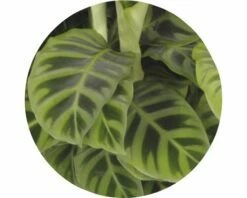 FLORASELF Calathea Zebrina Ø19 Cm H60 Cm -FLORASELF Verkoop DV 8 3862922 02 4c DE 20170831223237