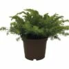 FLORASELF® Jeneverbes Juniperus 'Blue Pacific' Potmaat Ø17 Cm -FLORASELF Verkoop DV 8 3869694 01 4c DE 20210609111654