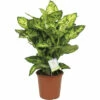 FLORASELF Dieffenbachia Dieffenbachia Sublime Potmaat Ø 17 Cm H 70 Cm 1 FLORASELF Dieffenbachia Dieffenbachia Sublime Potmaat Ø 17 Cm H 70 Cm -FLORASELF Verkoop DV 8 3878705 01 4c NL 20230118051800