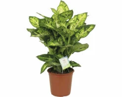 FLORASELF Dieffenbachia Dieffenbachia Sublime Potmaat Ø 17 Cm H 70 Cm