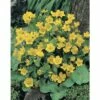 FLORASELF Gele Dotterbloem Caltha Palustris Potmaat Ø 18 Cm H 25-40 Cm -FLORASELF Verkoop DV 8 3880456 01 4c DE 20220301101655