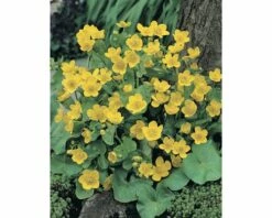 FLORASELF Gele Dotterbloem Caltha Palustris Potmaat Ø 18 Cm H 25-40 Cm